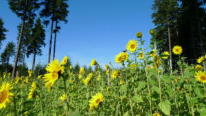 Yoga und Tanz Erzgebirge